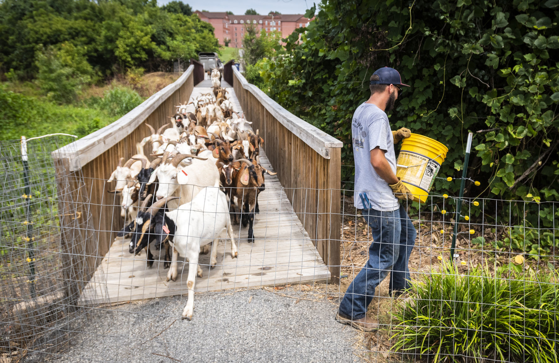 Goats